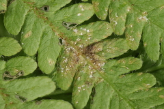 Uredinopsis filicina