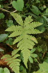 Uredinopsis filicina