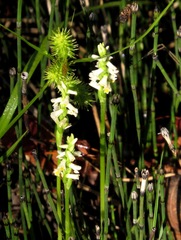 Spiranthes lucida