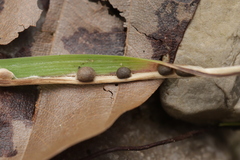 Ceratorhiza rhizodes