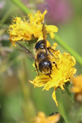 Osmia leaiana