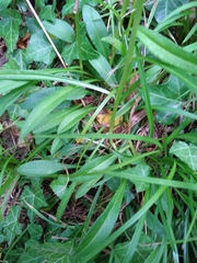 Campanula persicifolia