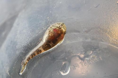 Gobiesox maeandricus