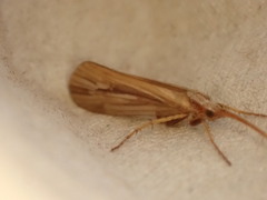 Limnephilus elegans