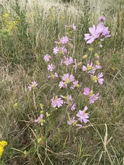 Malva moschata