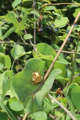 Aspidimorpha sanctaecrucis