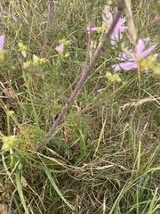 Malva moschata