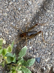 Ceuthophilus maculatus