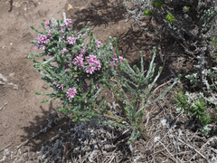 Amphithalea parvifolia
