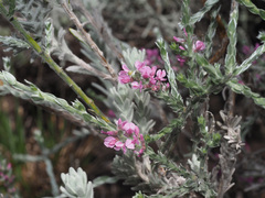 Amphithalea parvifolia