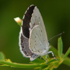 Celastrina argiolus
