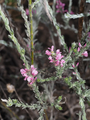 Amphithalea parvifolia