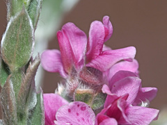 Amphithalea parvifolia