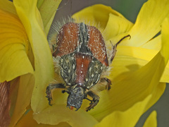 Trichostetha fuscorubra