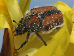 Trichostetha fuscorubra