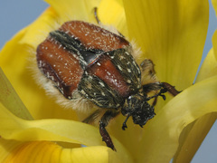 Trichostetha fuscorubra