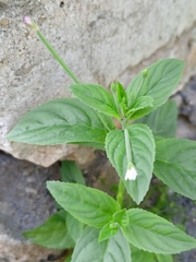 Epilobium roseum