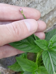 Epilobium roseum