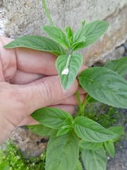 Epilobium roseum