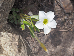 Oxalis fourcadei