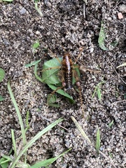 Ceuthophilus maculatus