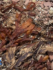 Fucus serratus