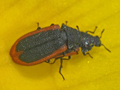Melyris rufomarginata