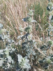 Marrubium incanum