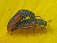 Melyris rufomarginata