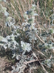 Marrubium incanum