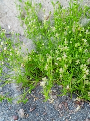 Sagina procumbens