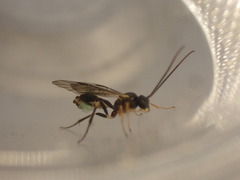 Polyblastus wahlbergi