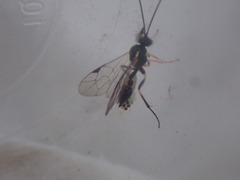 Polyblastus wahlbergi