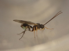 Polyblastus wahlbergi