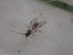 Polyblastus wahlbergi