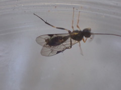 Polyblastus wahlbergi