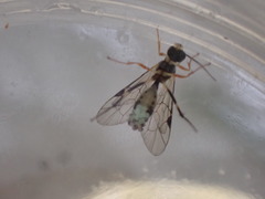 Polyblastus wahlbergi