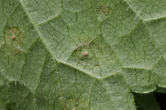 Puccinia salviae