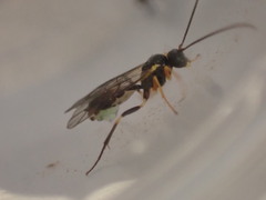 Polyblastus wahlbergi