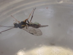 Polyblastus wahlbergi