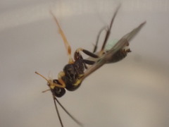 Polyblastus wahlbergi