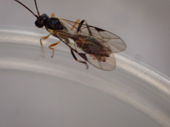 Polyblastus wahlbergi