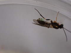 Polyblastus wahlbergi