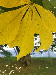 Aesculus hippocastanum