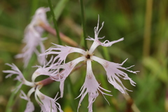 Microbotryum superbum