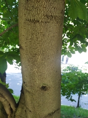 Aesculus hippocastanum
