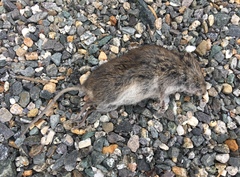 Microtus longicaudus