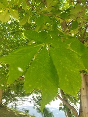 Aesculus hippocastanum