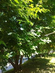Aesculus hippocastanum