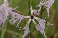 Microbotryum superbum